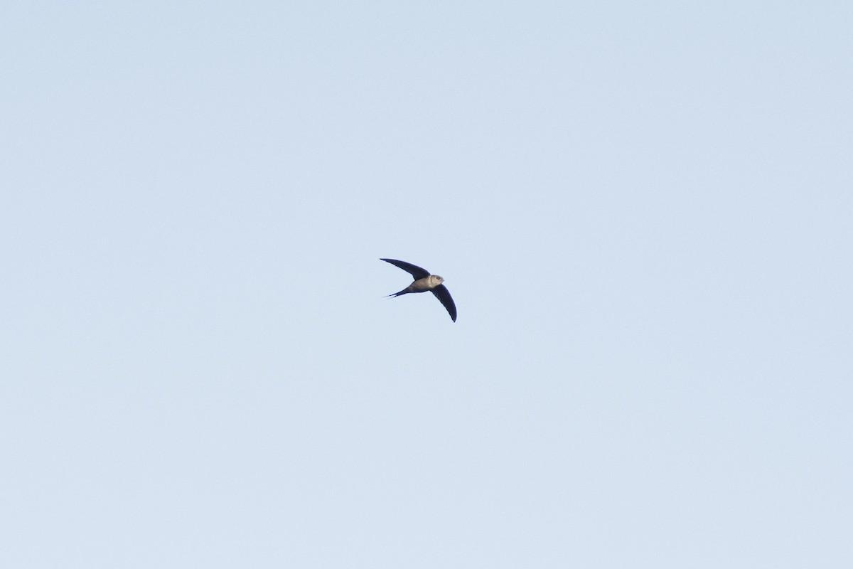 Malagasy Palm Swift - ML627006362