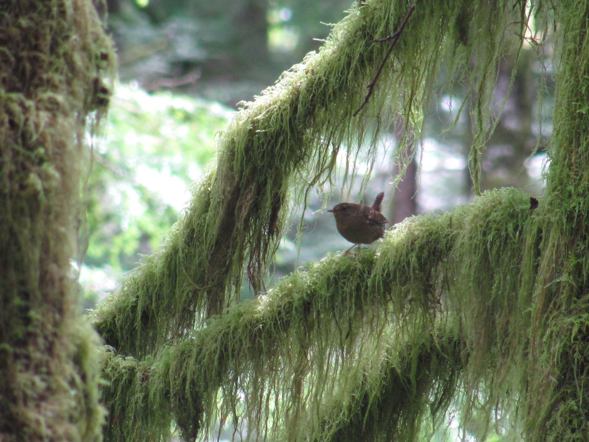 Pacific Wren - Jennifer Rothe