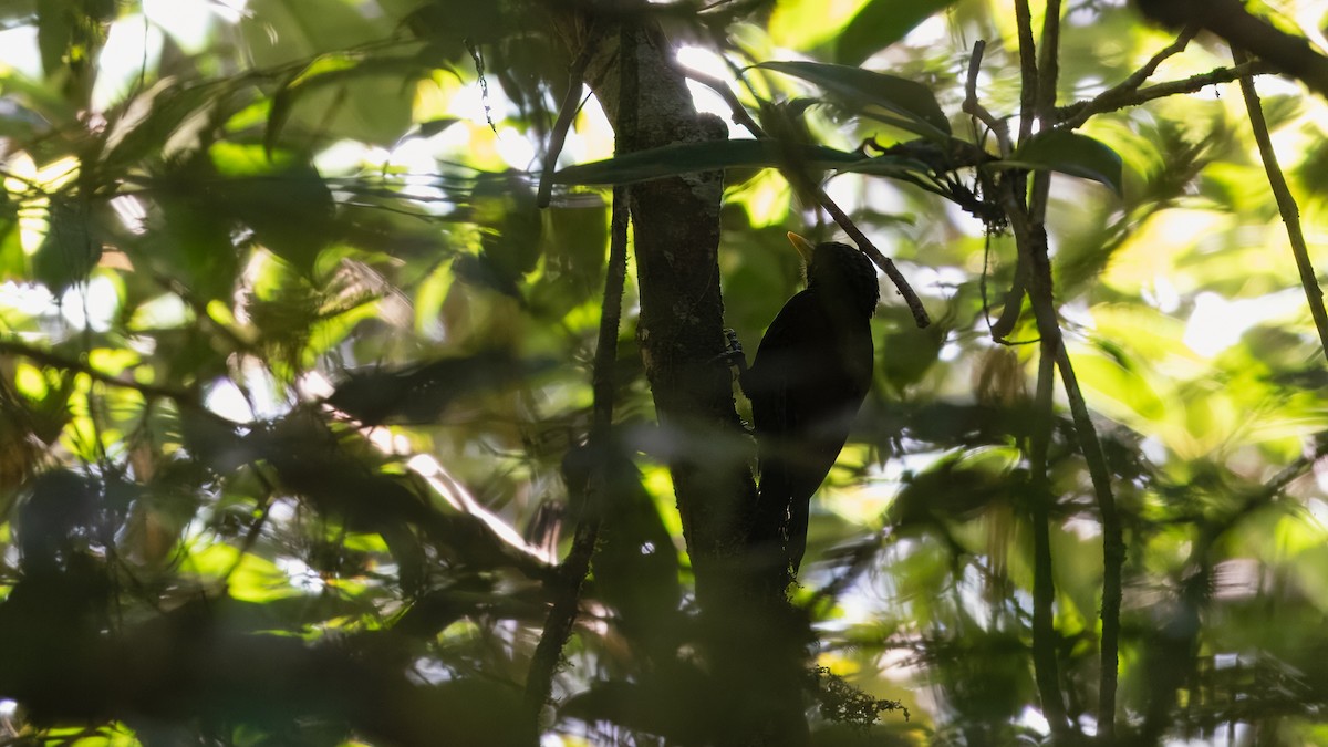 Maroon Woodpecker - ML627006433