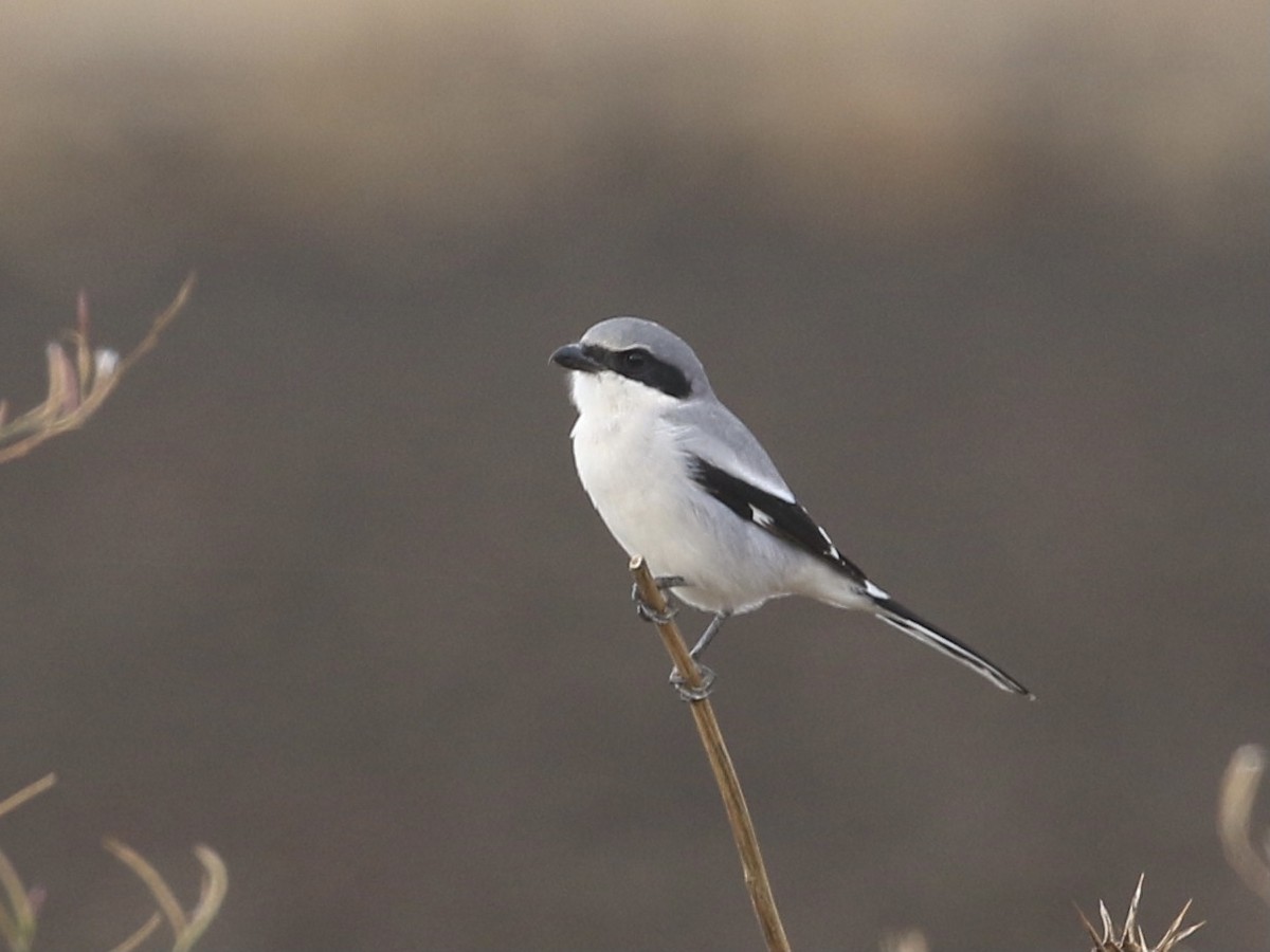 Loggerhead Shrike - ML627006531