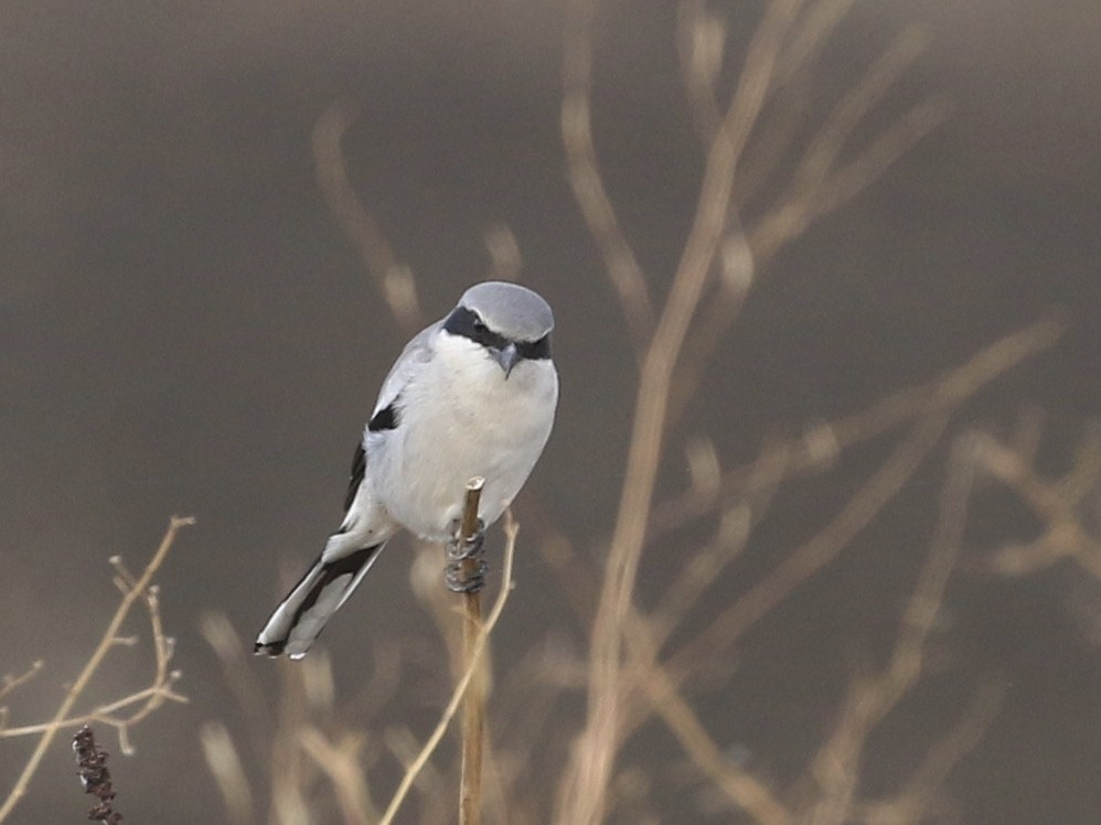 Loggerhead Shrike - ML627006532
