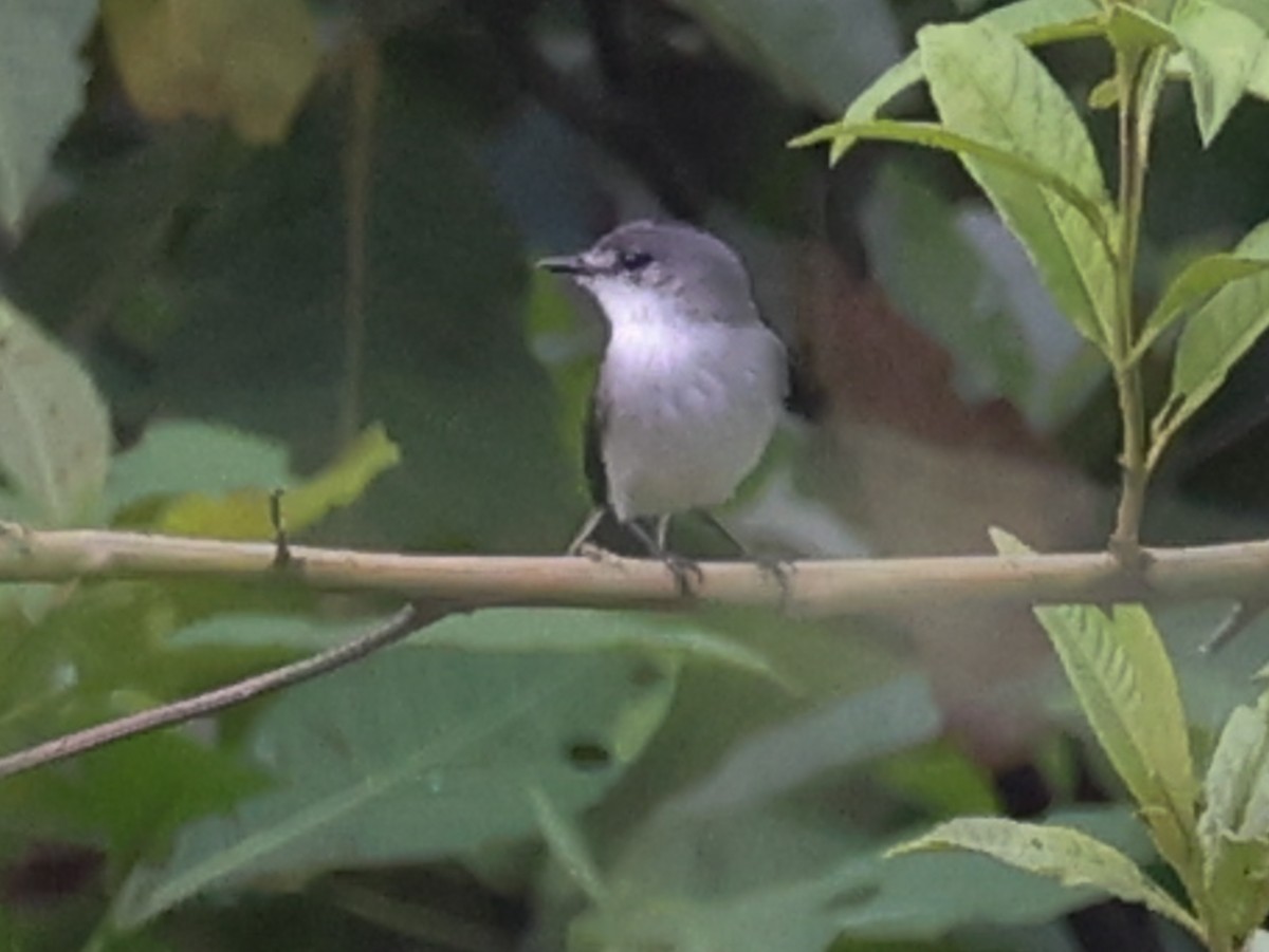 River Tyrannulet - ML627006595