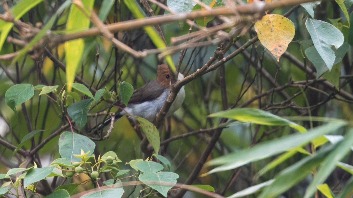 brunhodeyuhina - ML627006843