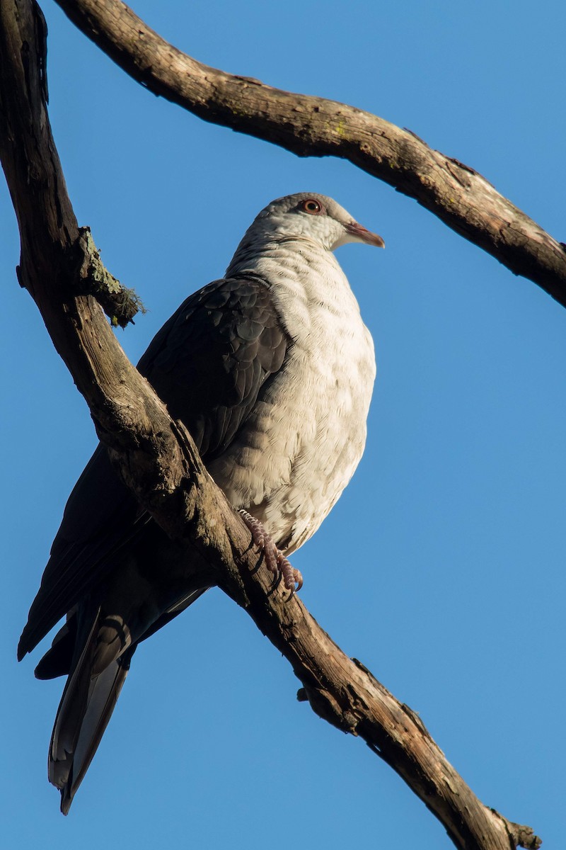 Pigeon leucomèle - ML62700691