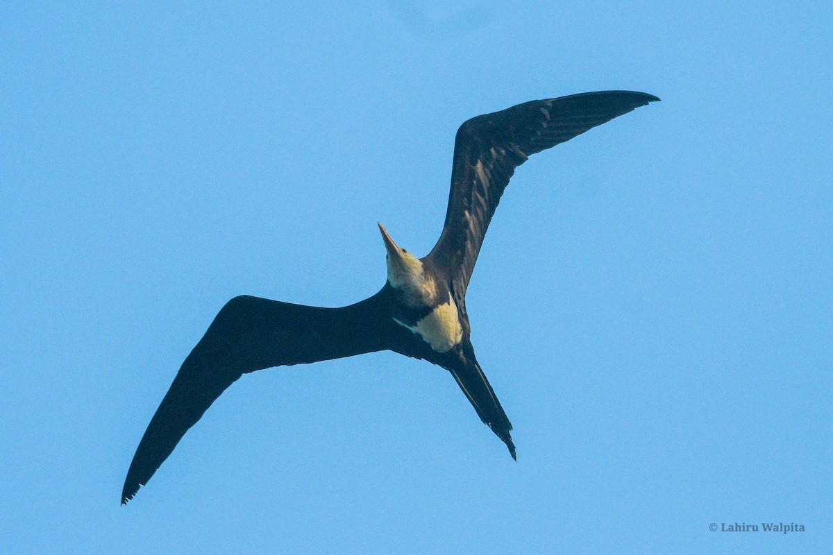 Christmas Island Frigatebird - ML627006915