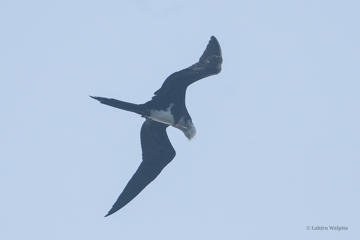 Christmas Island Frigatebird - ML627006967