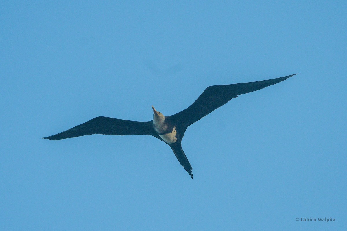 Christmas Island Frigatebird - ML627006968