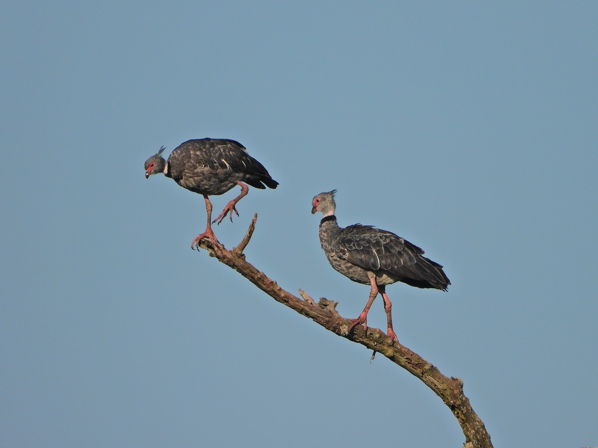 Southern Screamer - ML627007078