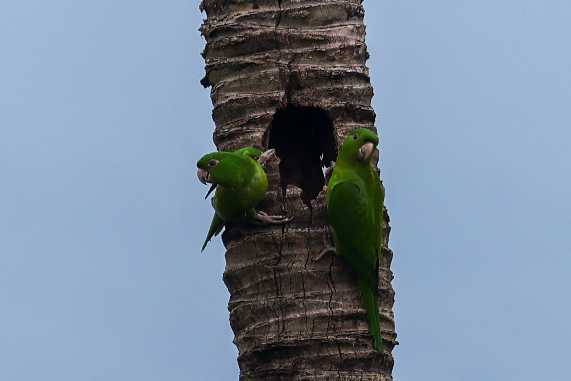 Pacific Parakeet - ML627007247