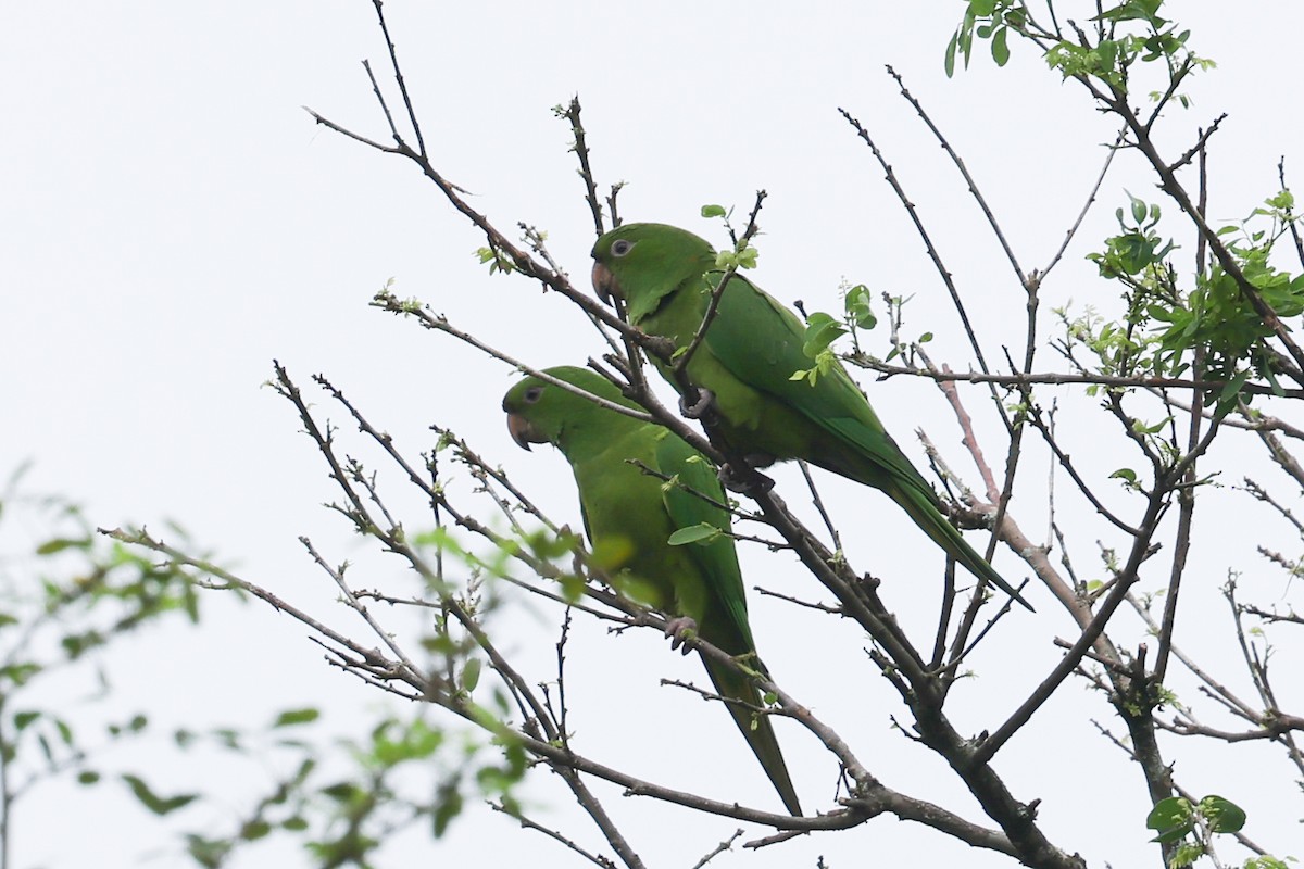 Pacific Parakeet - ML627007248