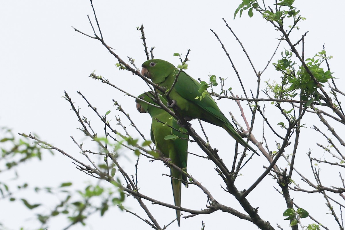 Pacific Parakeet - ML627007249