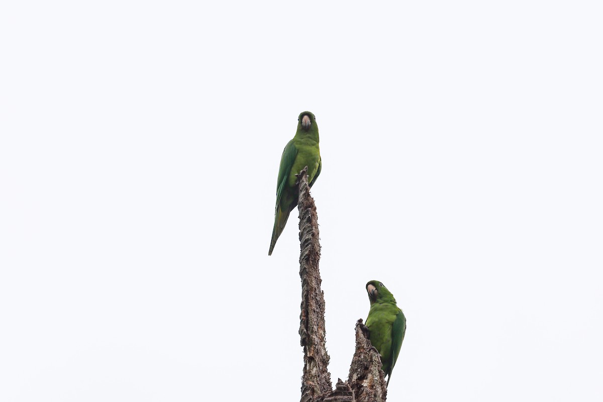 Pacific Parakeet - ML627007250