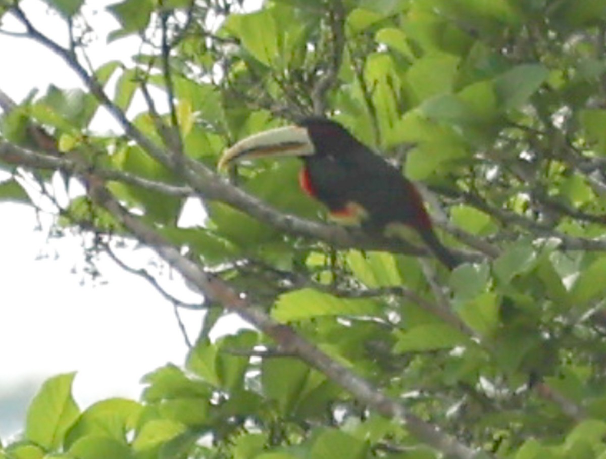 Ivory-billed Aracari - ML627007351