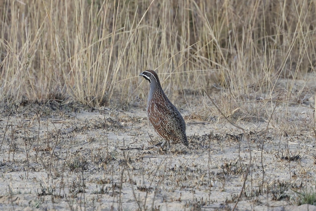 Madagascar Partridge - ML627007393