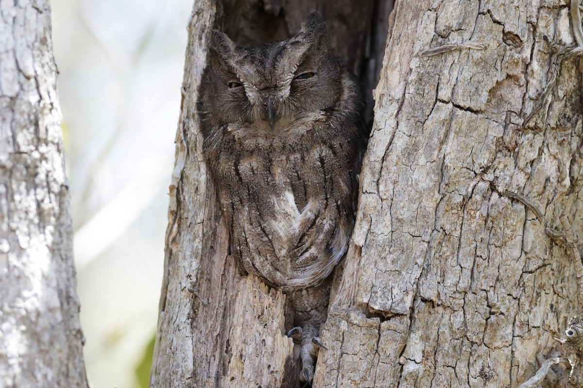 Madagascar Scops-Owl (Torotoroka) - ML627007412
