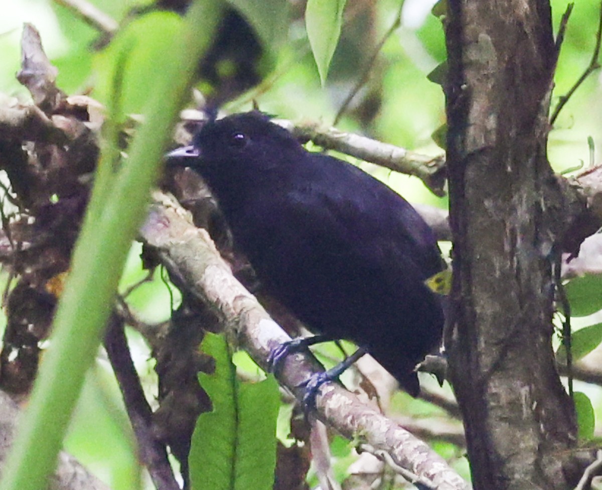 Cocha Antshrike - ML627007508