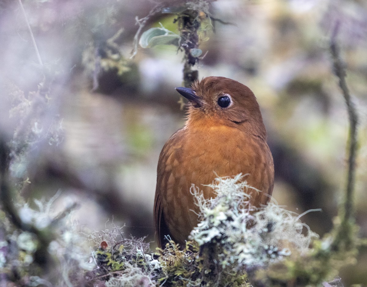 Puno Antpitta - ML627007531