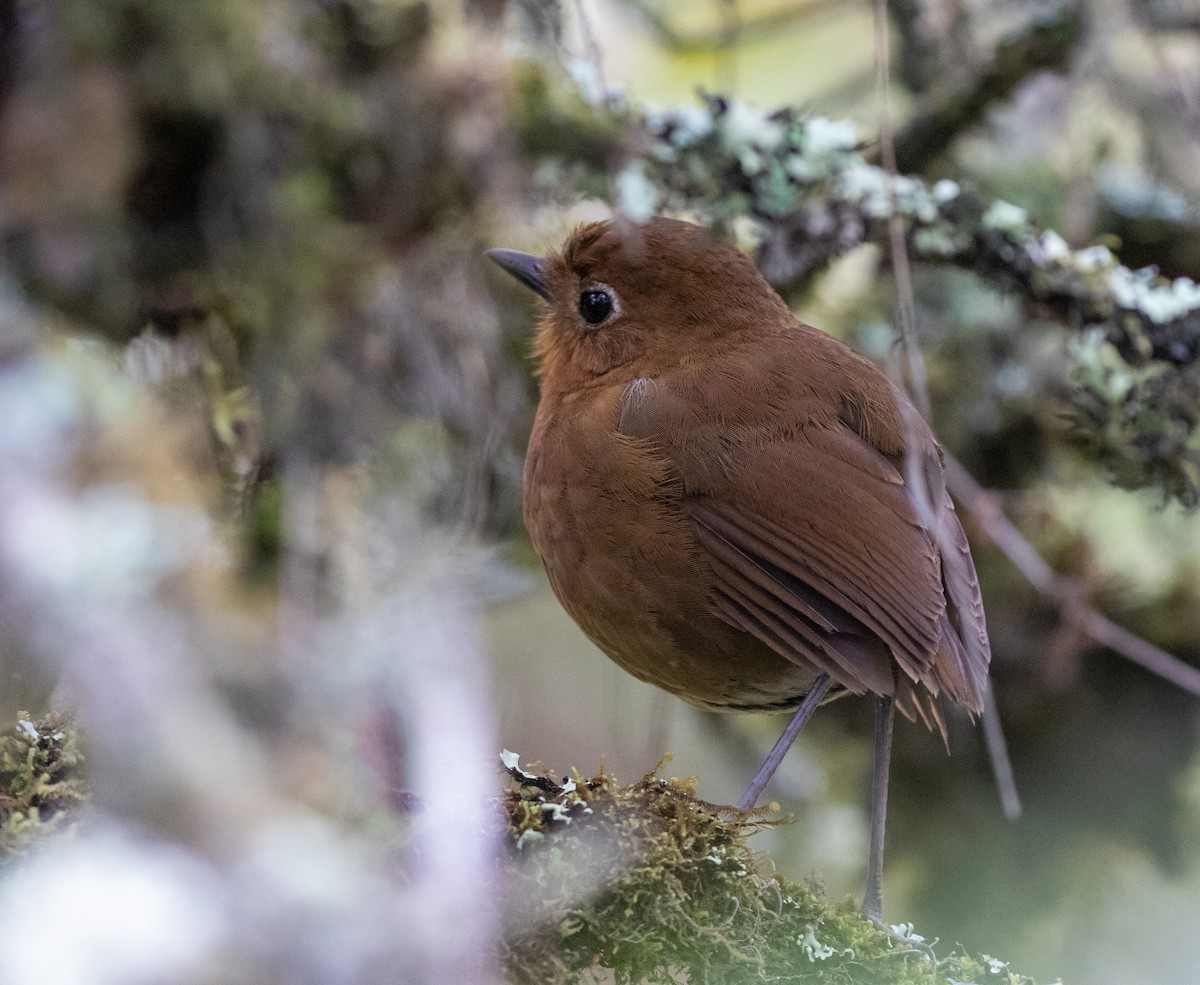 Puno Antpitta - ML627007539