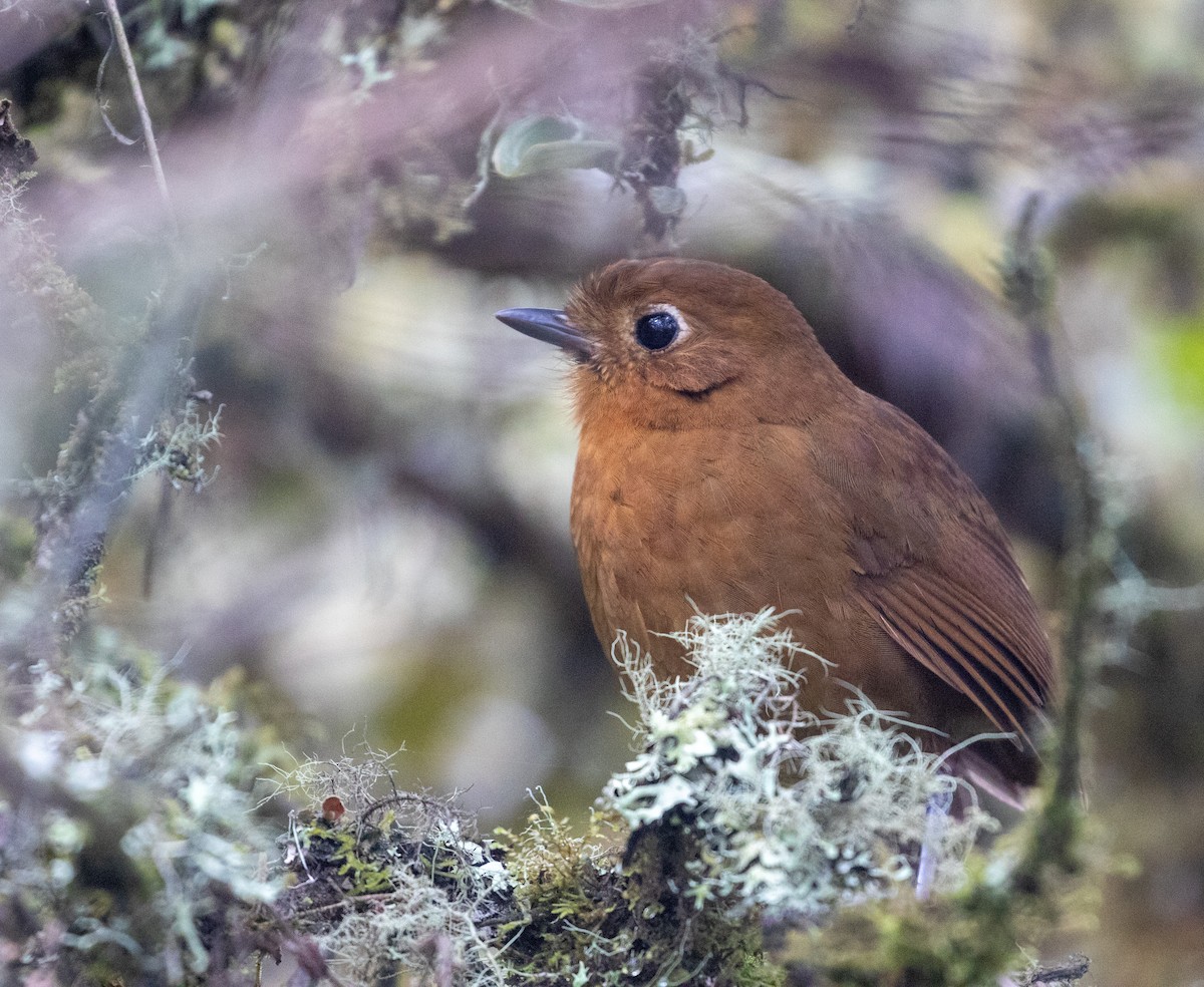 Puno Antpitta - ML627007549