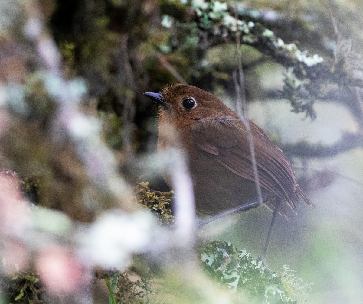 Puno Antpitta - ML627007551