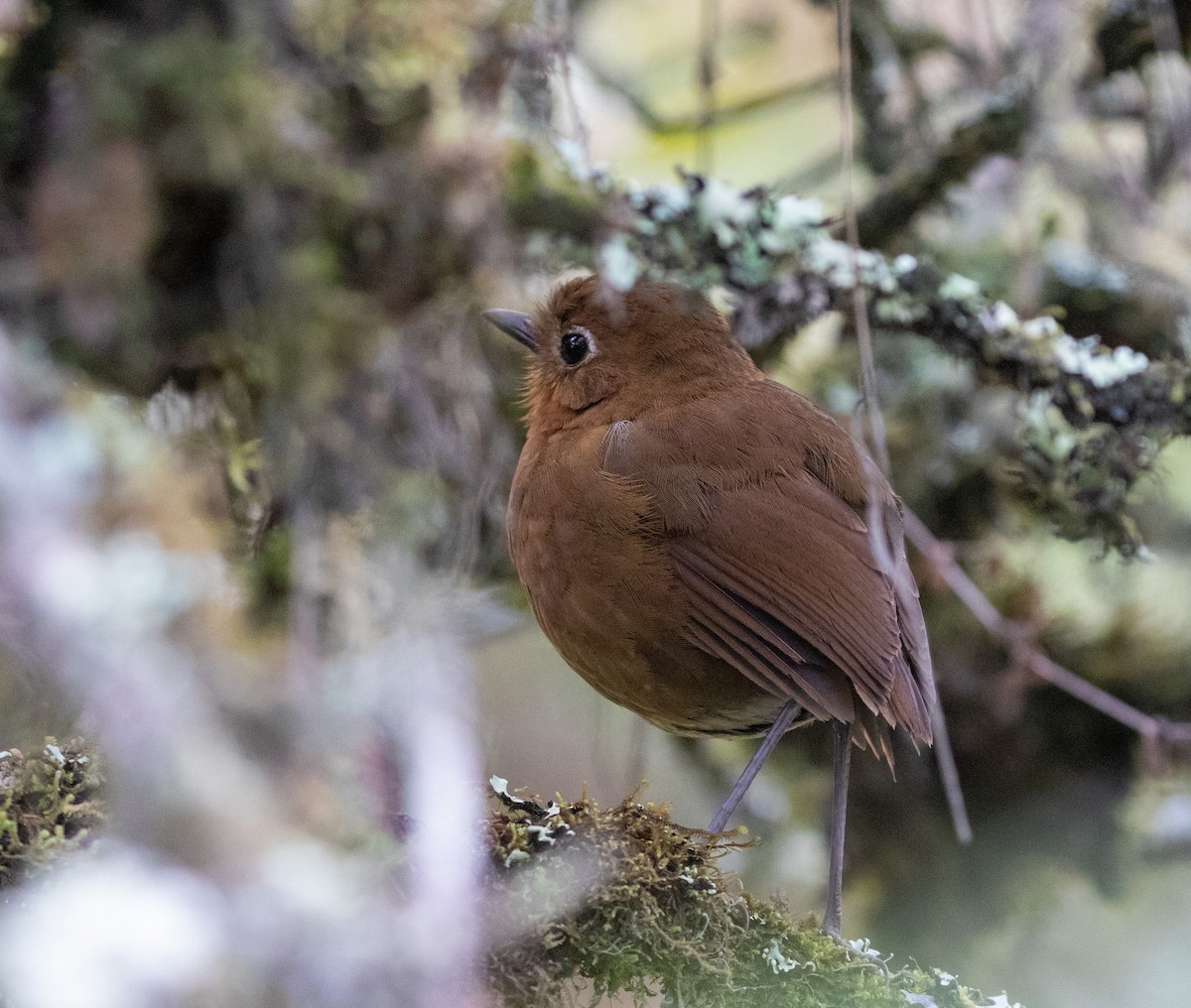 Puno Antpitta - ML627007555