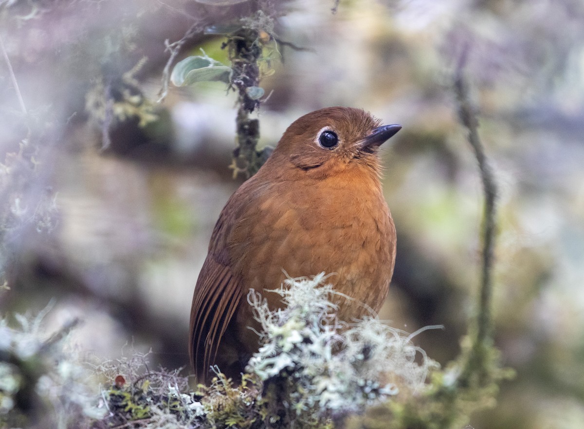 Puno Antpitta - ML627007566