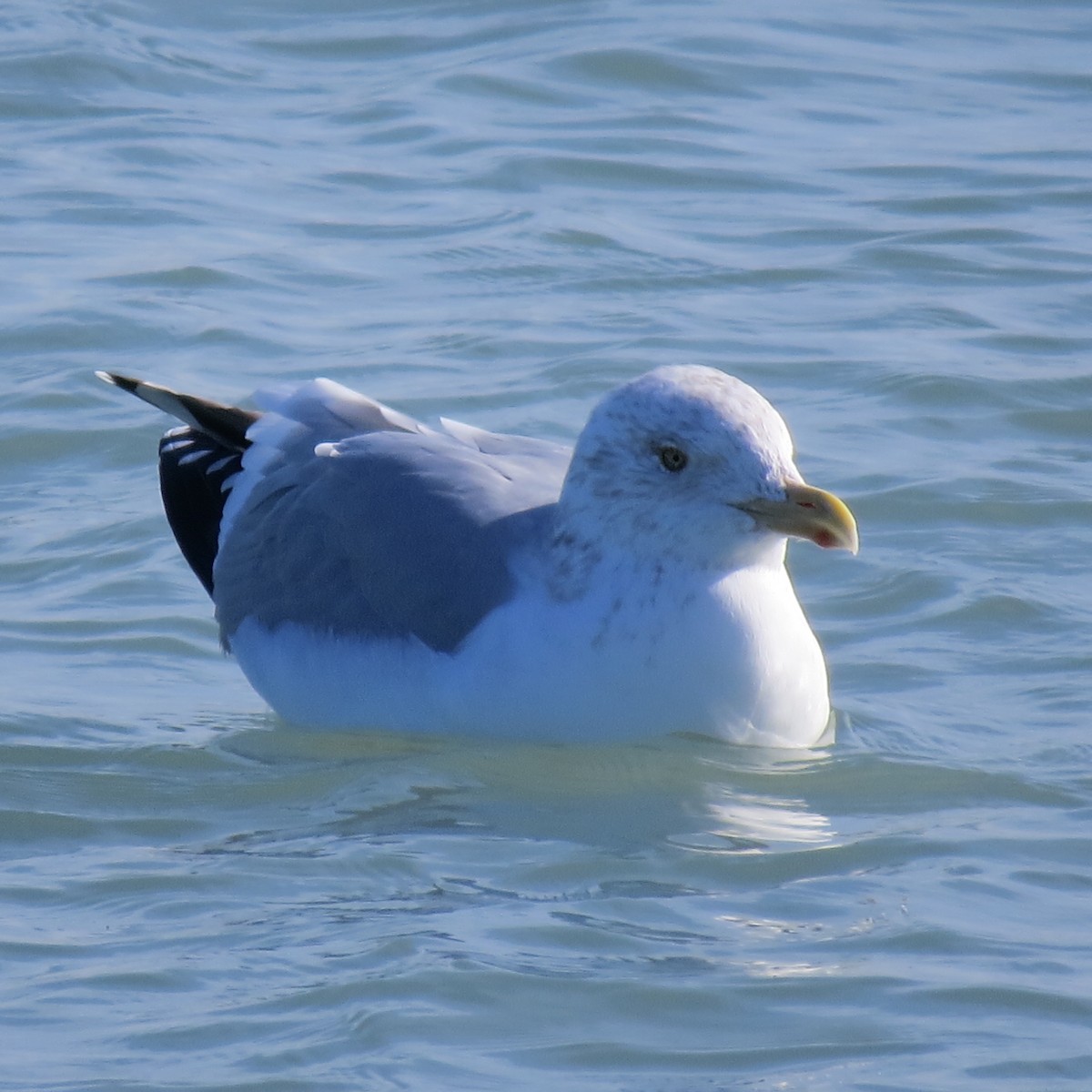 American Herring Gull - ML627007570