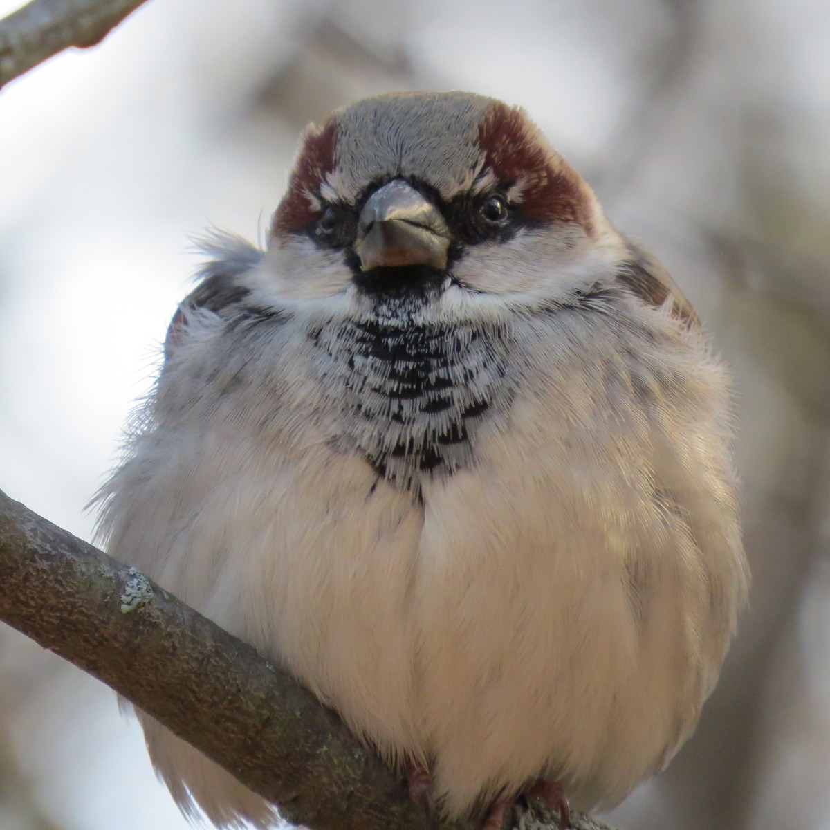 House Sparrow - ML627007587