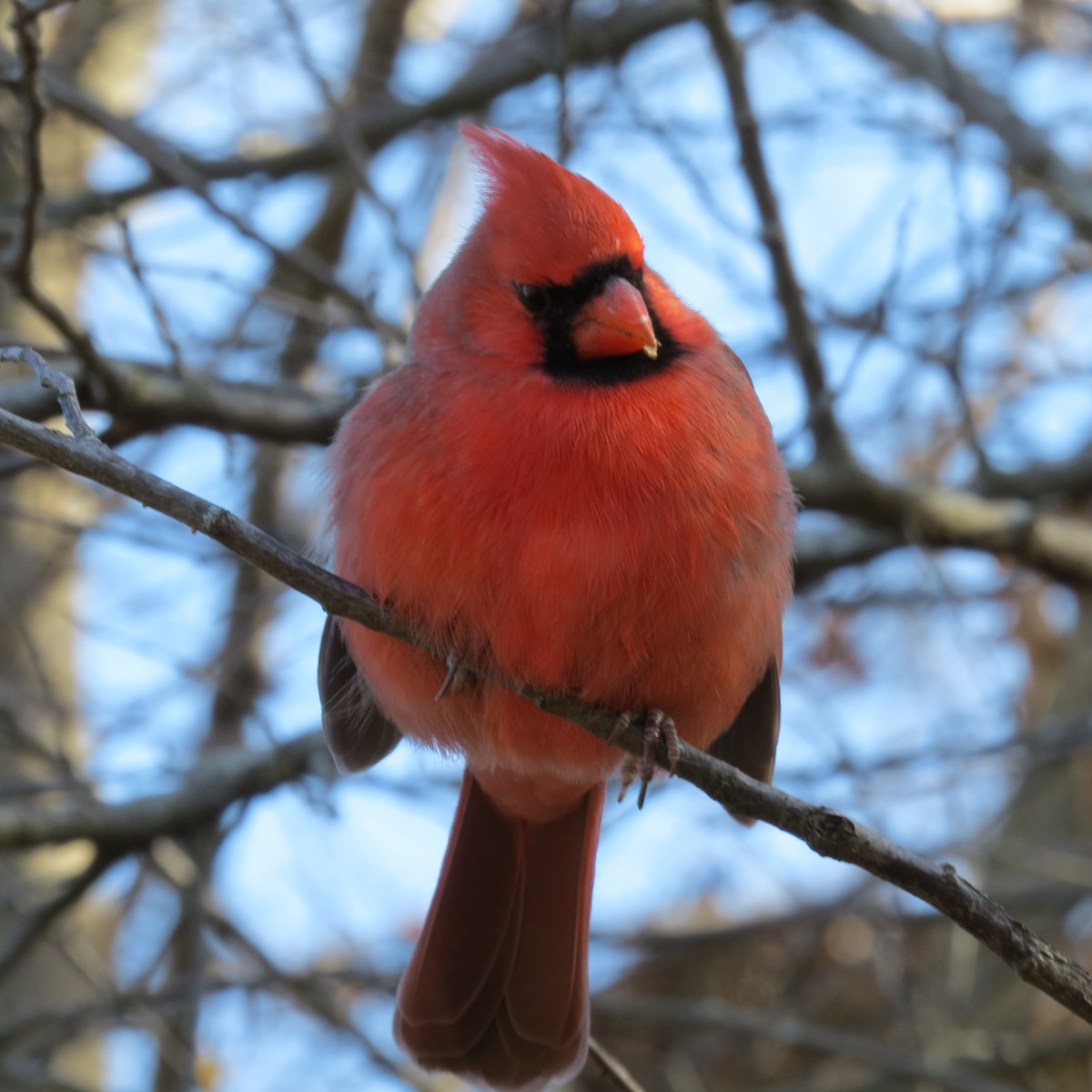 Northern Cardinal - ML627007594