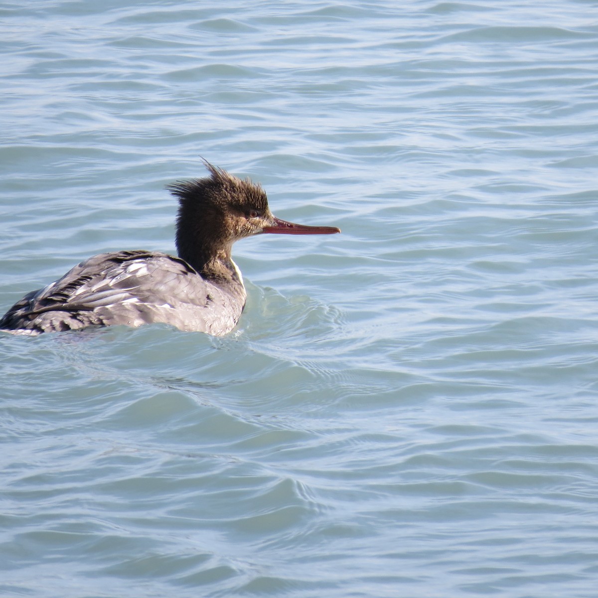 Red-breasted Merganser - ML627007609