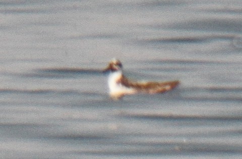Red Phalarope - ML627007953