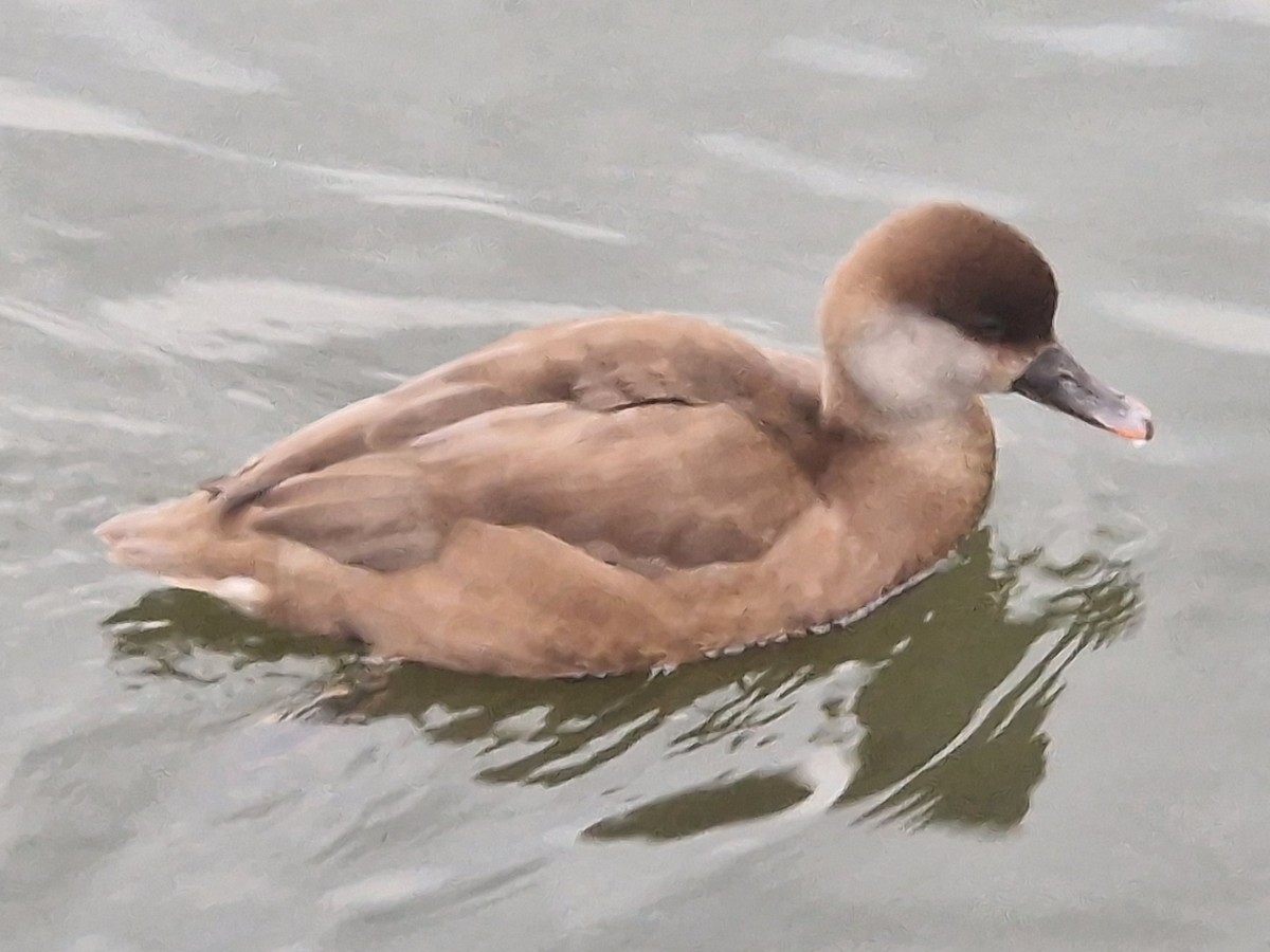 Red-crested Pochard - ML627008086