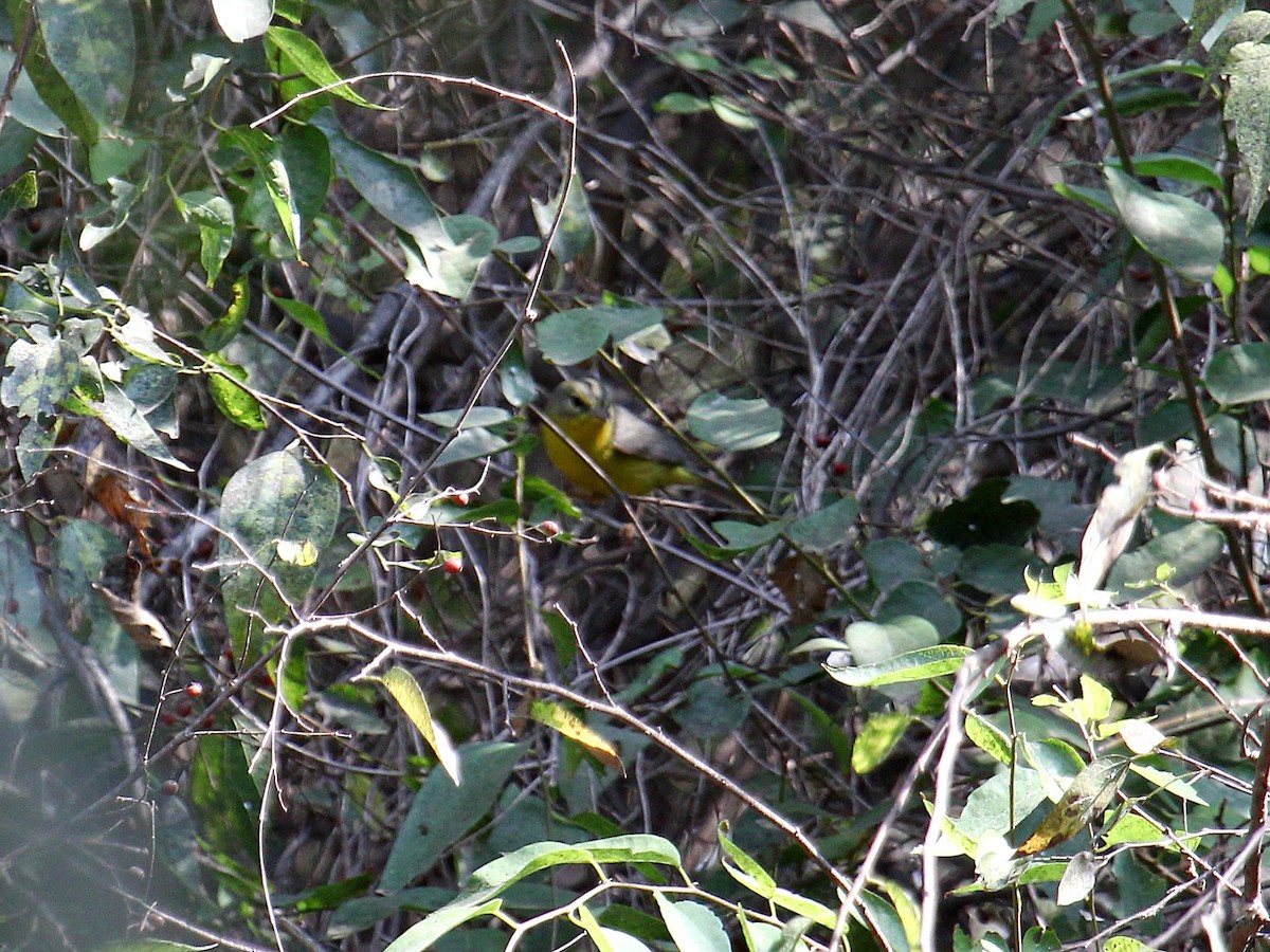 Golden-crowned Warbler - ML627008176