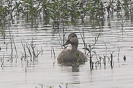 Gadwall - ML627008202