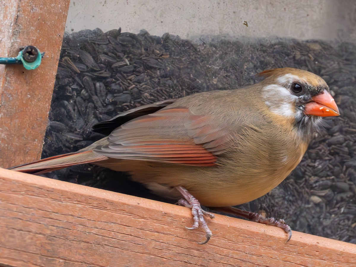 ショウジョウコウカンチョウ - ML627008204