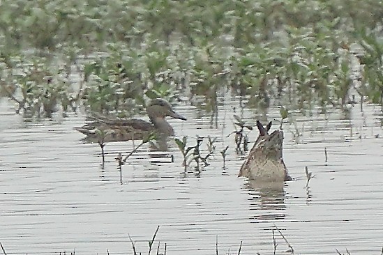 Gadwall - ML627008217