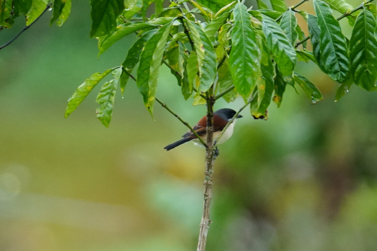 Burmese Shrike - ML627008287