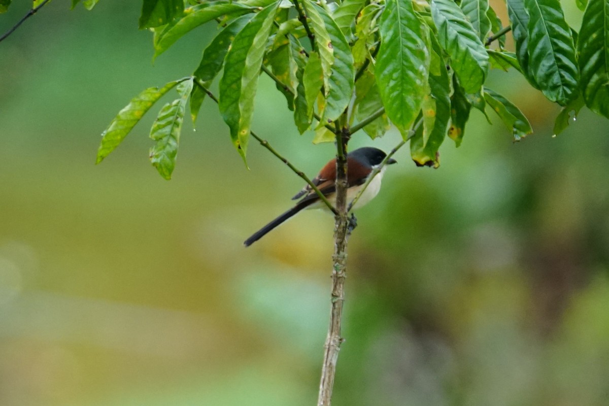 Burmese Shrike - ML627008288