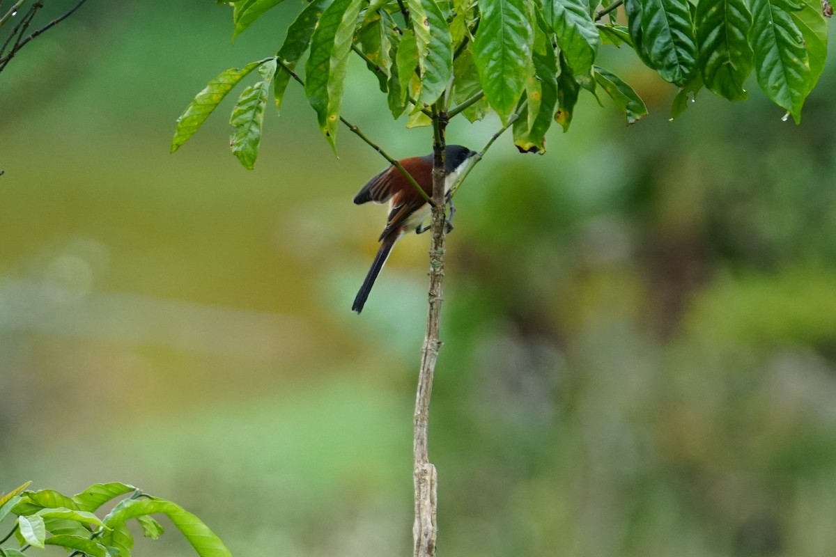 Burmese Shrike - ML627008289