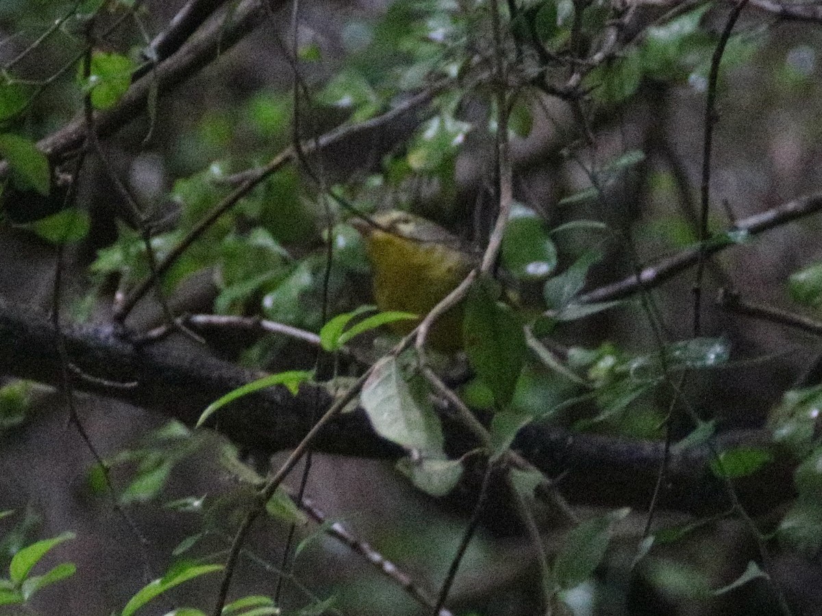 Golden-crowned Warbler - ML627008298
