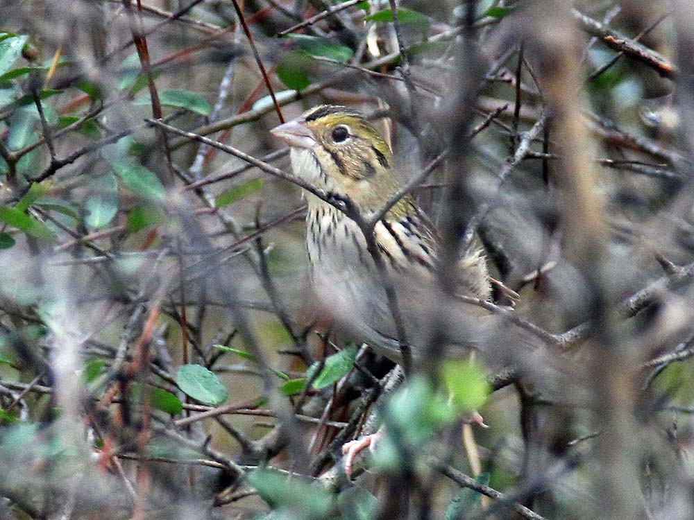 Henslow's Sparrow - ML627008449