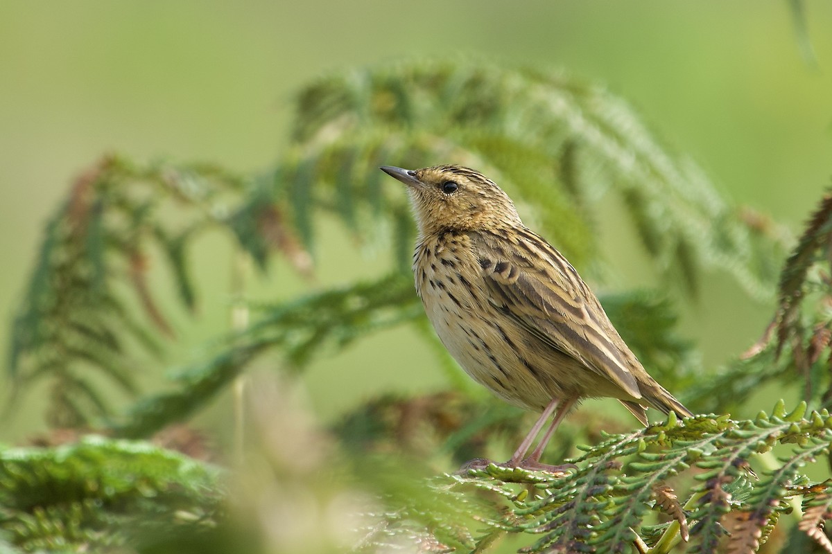 Nilgiri Pipit - ML627008464