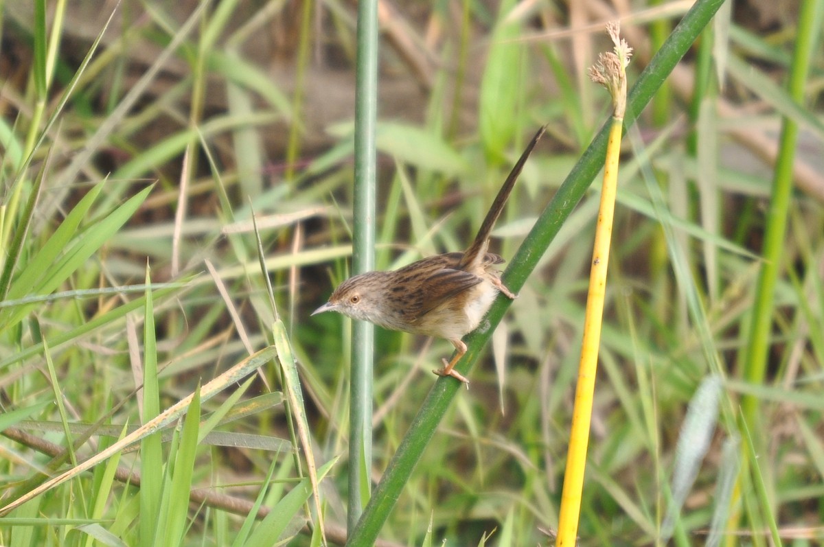 Graceful Prinia - ML627008487