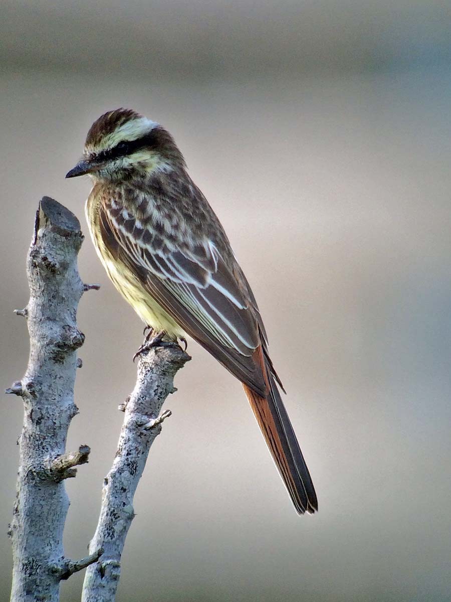 Variegated Flycatcher - ML627008498