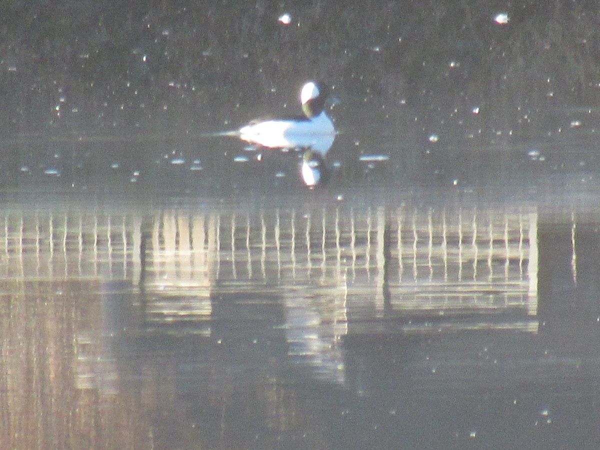 Bufflehead - ML627008535