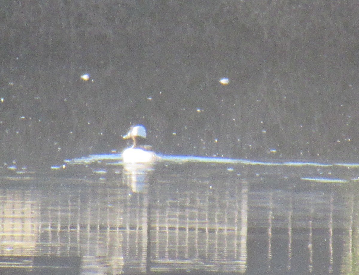 Bufflehead - ML627008537