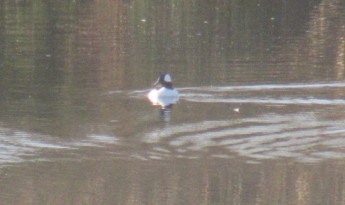 Bufflehead - ML627008543