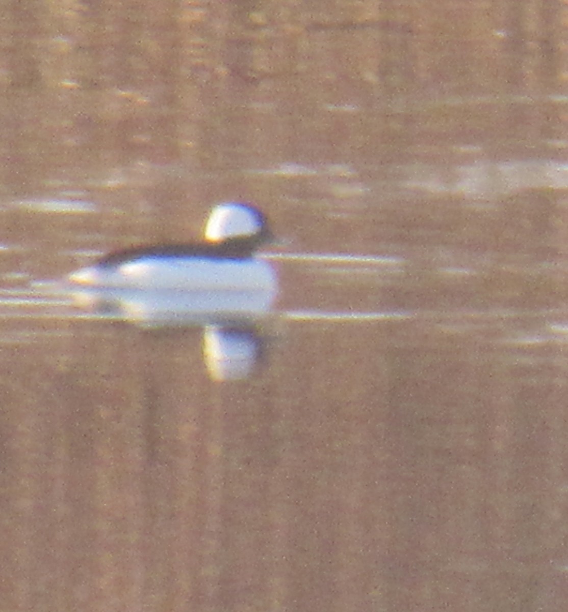Bufflehead - ML627008592