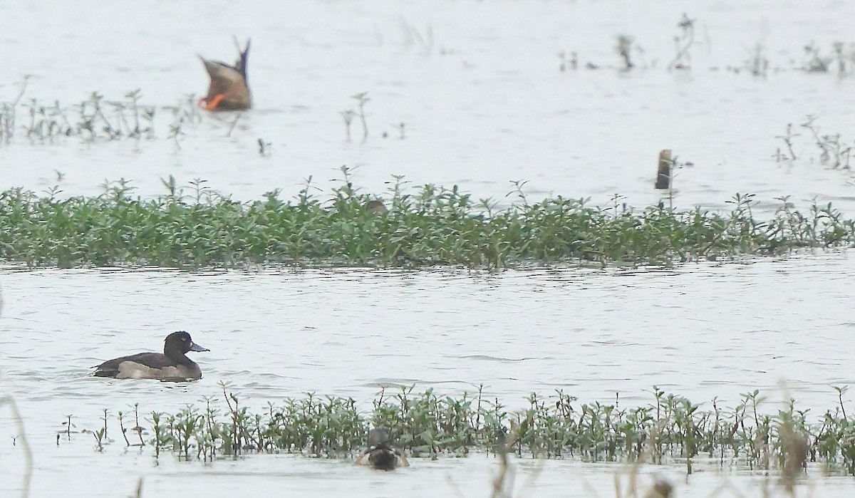 Tufted Duck - ML627008675