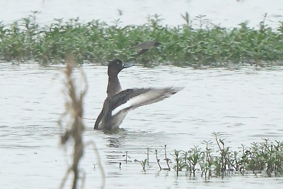 Tufted Duck - ML627008686